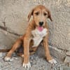 Wickie - Für-Immer-Körbchen gesucht