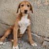 Wickie - Für-Immer-Körbchen gesucht