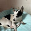 Kleine freundliche Chihuahua Hündin Amy