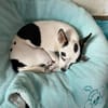 Kleine freundliche Chihuahua Hündin Amy