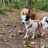 Kleine freundliche Chihuahua Hündin Amy