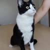 Raspy -sehr liebes, gutmütiges Katerchen