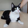 Raspy -sehr liebes, gutmütiges Katerchen