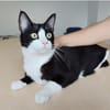 Raspy -sehr liebes, gutmütiges Katerchen