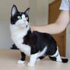 Raspy -sehr liebes, gutmütiges Katerchen