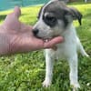 Süßes Welpenmädchen Cody