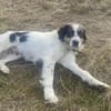 Hoshi sucht liebevolles, geduldiges Heim