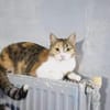 Kämpferin Trixa sucht ein Zuhause.