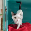 PERDITA