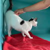 PERDITA