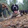CHICCO - mix Pit/Amstaff bianco e nero, giovane