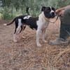 CHICCO - mix Pit/Amstaff bianco e nero, giovane