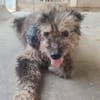 AMIRA