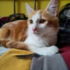 Roudoudou