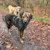 Wasserratte Janosch sucht seine Menschen