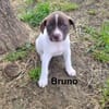 Bruno bereit für seine Familie
