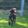 Jason, ca. 1 Jahr, 50 cm, 18 kg