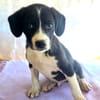 Rocky ein tolles Kerlchen