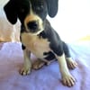 Rocky ein tolles Kerlchen