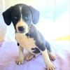 Rocky ein tolles Kerlchen