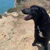Milo katzenverträglicher Mischling Rüde