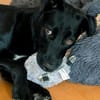 Olivia, dringend Zuhause gesucht