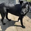 Olivia, dringend Zuhause gesucht