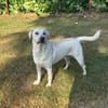 ❤ Bongo, Pflegefamilie 41812 Erkelenz