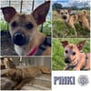 PINKI *WoLiebe wohnt heilen Körper&Seele