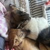 PINKI *WoLiebe wohnt heilen Körper&Seele