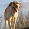 Marry - Familienhund sucht Zuhause