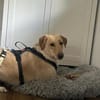 Marry - Familienhund sucht Zuhause