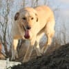 Marry - Familienhund sucht Zuhause