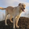 Marry - Familienhund sucht Zuhause