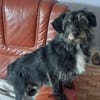 Dringend Pflegestelle gesucht 🤎