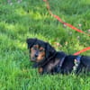 Lupo - kleiner Charmeur mit Großem Herz