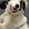 Loui ein Traum von Hund...