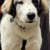 Loui ein Traum von Hund...