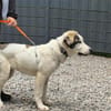 Loui ein Traum von Hund...