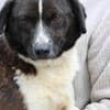 Batida - liebenswerte, kleine Hündin