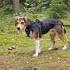 Balu - sportlich und agil