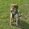 Balu - sportlich und agil