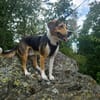 Balu - sportlich und agil