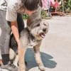 Liebenswerter Strubbel sucht ein einfühl