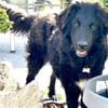 Zauberhafte Hanna wartet auf ihre Mensch