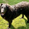 Zauberhafte Hanna wartet auf ihre Mensch
