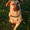 Bommel - 68753 Waghäusel