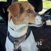 🌟 Cody - sensibler Junghund sucht dich