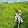 🌟 Cody - sensibler Junghund sucht dich