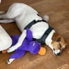 🌟 Cody - sensibler Junghund sucht dich